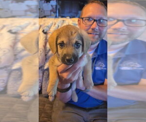 Dachshund-Unknown Mix Dogs for adoption in Aurora, IN, USA