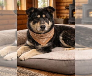 Siberian Husky-Unknown Mix Dogs for adoption in HESPERIA, CA, USA