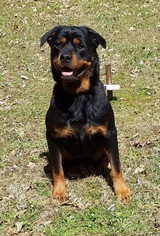 Medium Photo #1 Rottweiler Puppy For Sale in Social Circle, GA, USA