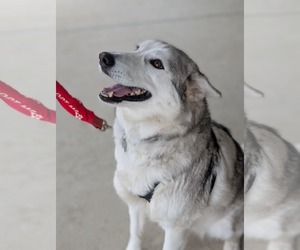 Siberian Husky Dogs for adoption in Holly Springs, NC, USA