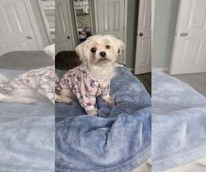 Maltese-Unknown Mix Dogs for adoption in Greenville, SC, USA