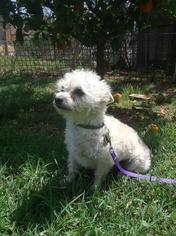 Medium Photo #1 Shih-Poo Puppy For Sale in Victorville, CA, USA