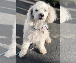 Poodle (Miniature) Dogs for adoption in West Hollywood, CA, USA