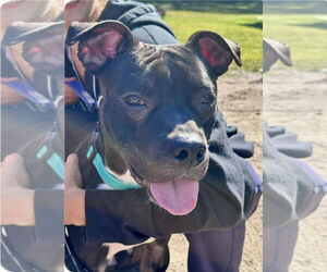 American Pit Bull Terrier-American Staffordshire Terrier Mix Dogs for adoption in Princeton, MN, USA