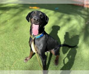 Doberman Pinscher-Labrador Retriever Mix Dogs for adoption in Las Vegas, NV, USA