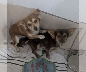 Chiweenie Dogs for adoption in Oakland Park, FL, USA