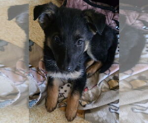 German Shepherd Dog Dogs for adoption in Minneapolis, MN, USA