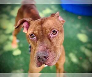 American Pit Bull Terrier-Unknown Mix Dogs for adoption in Orlando, FL, USA