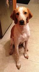 Small English Coonhound