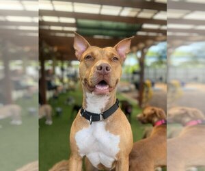 American Pit Bull Terrier-Unknown Mix Dogs for adoption in Tampa, FL, USA