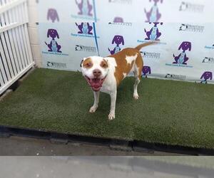 American Pit Bull Terrier Dogs for adoption in Orlando, FL, USA