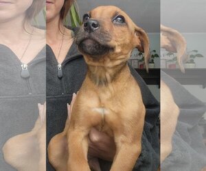 Shepradors Dogs for adoption in SHERBURNE, NY, USA