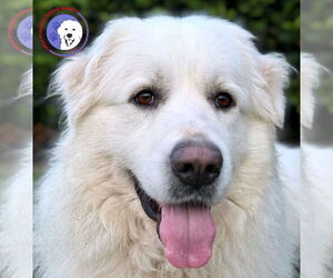 Great Pyrenees Dogs for adoption in Spring, TX, USA