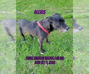 American Bulldog-Unknown Mix Dogs for adoption in Huddleston, VA, USA