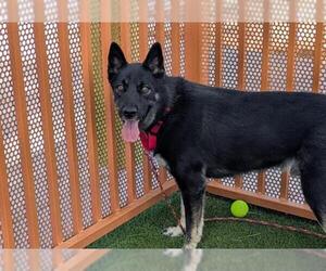 German Shepherd Dog-Unknown Mix Dogs for adoption in Las Vegas, NV, USA