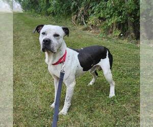 Pointer-Unknown Mix Dogs for adoption in Batavia, NY, USA