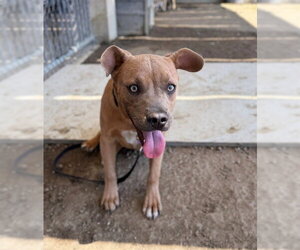 Mutt Dogs for adoption in Riverside, CA, USA