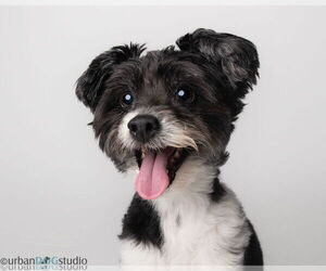 Pomeranian Dogs for adoption in Tampa, FL, USA