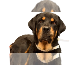 Rottweiler Dogs for adoption in Gilbert, AZ, USA