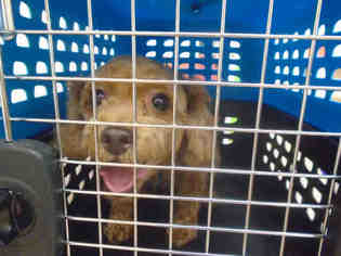 Poodle (Toy) Dogs for adoption in Vero Beach, FL, USA