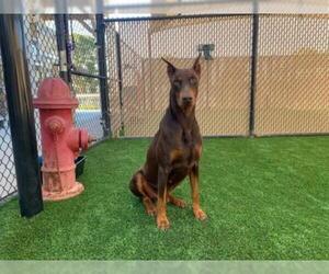 Doberman Pinscher Dogs for adoption in Norco, CA, USA