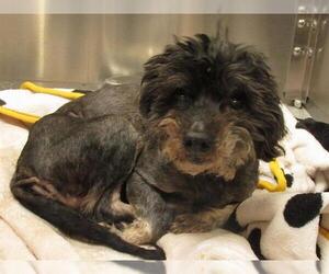 Poodle (Miniature)-Unknown Mix Dogs for adoption in Orange, CA, USA
