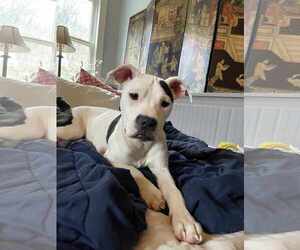 American Pit Bull Terrier-Unknown Mix Dogs for adoption in Catasauqua, PA, USA