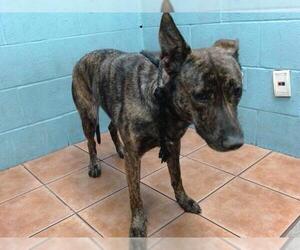 American Pit Bull Terrier-German Shepherd Dog Mix Dogs for adoption in Downey, CA, USA