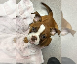 Boxer-Unknown Mix Dogs for adoption in Burbank, CA, USA