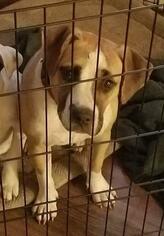American Staffordshire Terrier Dogs for adoption in Victoria, TX, USA