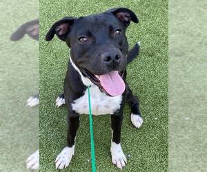 Mutt Dogs for adoption in Fayetteville, NC, USA