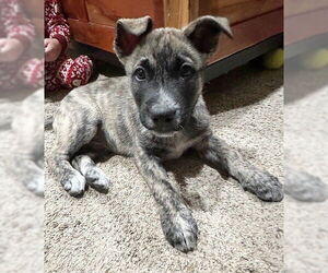 Mutt Dogs for adoption in Genesee, WI, USA