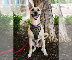 Siberian Husky-Unknown Mix Dogs for adoption in Euless, TX, USA