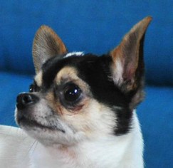 Chihuahua Dogs for adoption in Vernonia, OR, USA