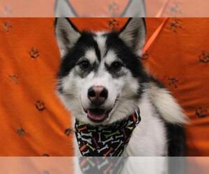 Alusky Dogs for adoption in Fairbanks, AK, USA