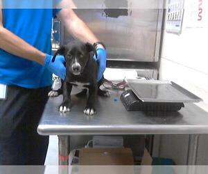 Labrador Retriever-Unknown Mix Dogs for adoption in Fayetteville, NC, USA