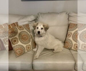Great Pyrenees-Unknown Mix Dogs for adoption in Denver , CO, USA