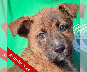 Australian Shepherd-Red Heeler Mix Dogs for adoption in Huntley, IL, USA