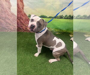 American Staffordshire Terrier-Unknown Mix Dogs for adoption in Euless, TX, USA
