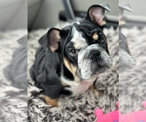 Bulldog Dogs for adoption in Fair Oaks, CA, USA