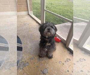 Shih Tzu Dogs for adoption in New Orleans, LA, USA