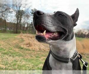 American Pit Bull Terrier-Bull Terrier Mix Dogs for adoption in Alexandria, VA, USA