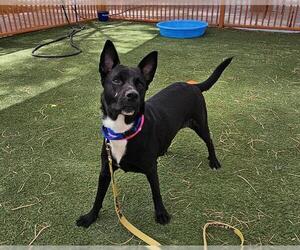 German Shepherd Dog-Unknown Mix Dogs for adoption in Las Vegas, NV, USA