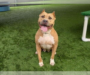 American Pit Bull Terrier Dogs for adoption in Pasadena, CA, USA