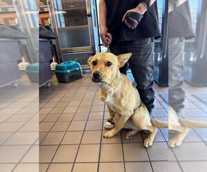 German Shepherd Dog Dogs for adoption in Burbank, CA, USA