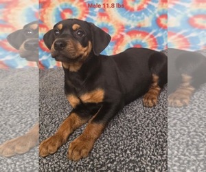 Labrador Retriever-Unknown Mix Dogs for adoption in Royal Palm Beach, FL, USA