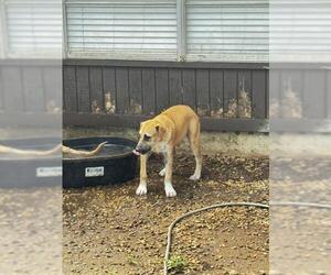 German Shepherd Dog-Unknown Mix Dogs for adoption in San Antonio, TX, USA