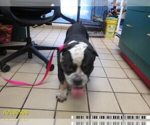 American Bulldog Dogs for adoption in West Palm Beach, FL, USA