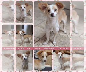 Chihuahua-Unknown Mix Dogs for adoption in Mesa, AZ, USA