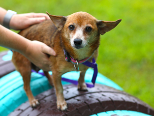 Chihuahua Dogs for adoption in Princeton, MN, USA